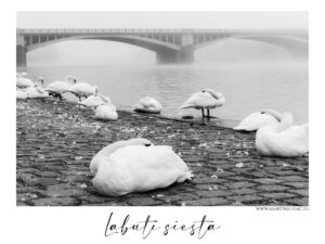 Labutí siesta - Černobílá fotografie labutí odpočívajících na břehu Vltavy před mostem zahaleným v mlze, autor Martin Lukač