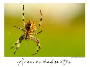 Araneus diadematus - Zblízka zachycená arachnida Araneus diadematus visící v pavučině, autor Martin Lukač