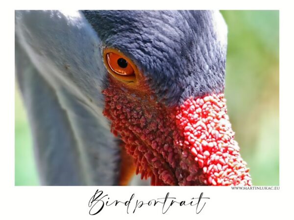 Bird portrait - Detailní záběr na čápa v Zoo Praha, autor Martin Lukač