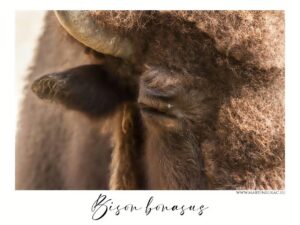 Bison bonasus - Detailní záběr na zubra (bizona) evropského, autor Martin Lukač