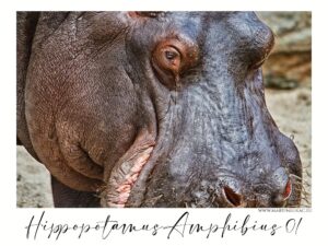 Hippopotamus amphibius 01 - Detailní portrét hrocha obojživelného, autor Martin Lukač