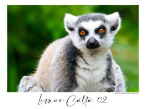 Lemur catta 02 - Detailní portrét lemura kata s pronikavými oranžovými očima, autor Martin Lukač