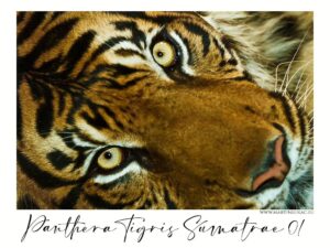 Panthera tigris sumatrae 01 - Detailní záběr na tygra sumaterského, autor Martin Lukač