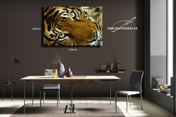 Panthera tigris sumatrae 01 - Detailní záběr na tygra sumaterského, autor Martin Lukač, vizuál na zdi, k prodeji v našem eshopu