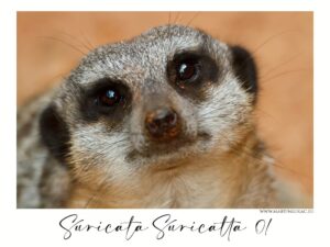 Suricata suricatta 01 - Detailní záběr na surikatu v brněnské Zoo, autor Martin Lukač