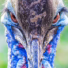 Casuarius casuarius 01 - Detailní záběr na Kasuára přílbového, autor Martin Lukač