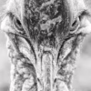 Casuarius casuarius 01 - Detailní záběr na Kasuára přílbového, autor Martin Lukač