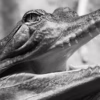 Gavialis gangeticus 01 - Detailní záběr na gaviála indického, autor Martin Lukač