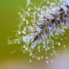 Barevná verze fotografie Orosené stéblo – Detail travního vlákna s kapkami rosy v ranním světle, autor Martin Lukač, www.martinlukac.eu