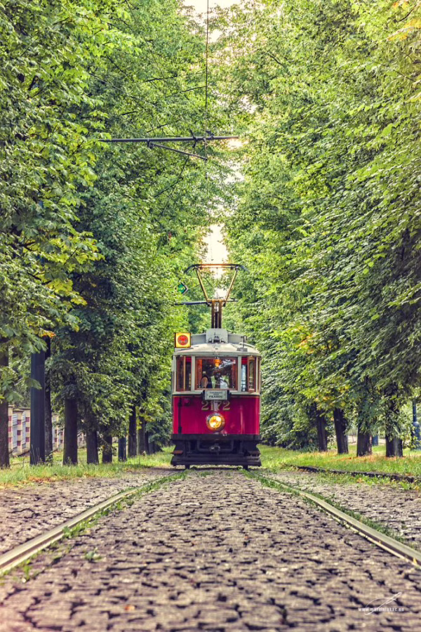 Tram 2172 - Historická tramvaj 2172 projíždějící zelenou alejí v Praze, autor Martin Lukač