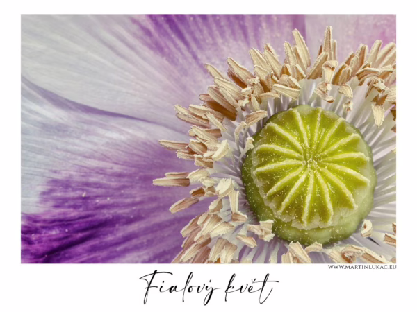 Fialový květ – Makrofotografie detailu fialového květu se zeleným semeníkem a jemnými prašníky, autor Martin Lukač, www.martinlukac.eu