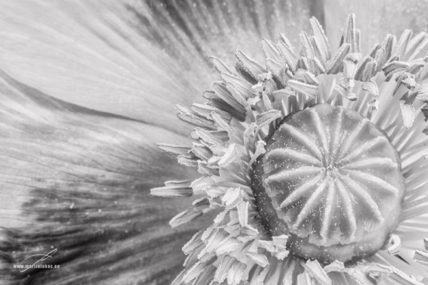 Černobílá verze fotografie Fialový květ – Umělecký makro záběr fialového květu s důrazem na semeník a prašníky, autor Martin Lukač, www.martinlukac.eu