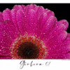 Gerbera 01 – Makrofotografie růžové gerbery s kapkami rosy na okvětních lístcích, autor Martin Lukač, www.martinlukac.eu