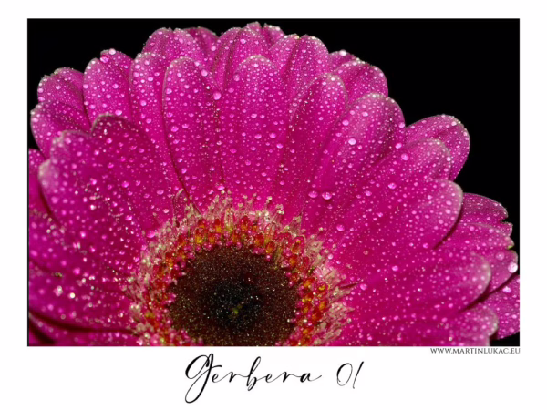 Gerbera 01 – Makrofotografie růžové gerbery s kapkami rosy na okvětních lístcích, autor Martin Lukač, www.martinlukac.eu