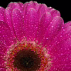 Barevná verze fotografie Gerbera 01 – Makrofotografie růžové gerbery s kapkami rosy, autor Martin Lukač, www.martinlukac.eu