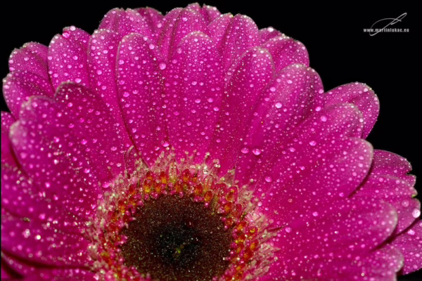 Barevná verze fotografie Gerbera 01 – Makrofotografie růžové gerbery s kapkami rosy, autor Martin Lukač, www.martinlukac.eu