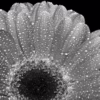 Černobílá verze fotografie Gerbera 01 – Umělecký pohled na růžovou gerberu v černobílém provedení, autor Martin Lukač, www.martinlukac.eu