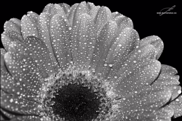 Černobílá verze fotografie Gerbera 01 – Umělecký pohled na růžovou gerberu v černobílém provedení, autor Martin Lukač, www.martinlukac.eu