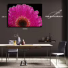 Vizualizace obrazu Gerbera 01 – Detailní makrofotografie gerbery s rosou, vizualizace obrazu na zdi, autor Martin Lukač, www.martinlukac.eu