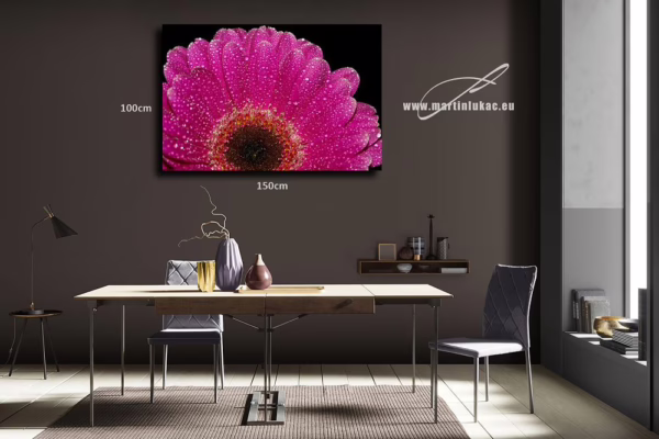 Vizualizace obrazu Gerbera 01 – Detailní makrofotografie gerbery s rosou, vizualizace obrazu na zdi, autor Martin Lukač, www.martinlukac.eu