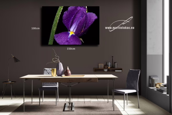 Vizualizace obrazu Kosatec 01 – Makrofotografie fialového kosatce s kapkami vody, vizualizace obrazu na zdi, autor Martin Lukač, www.martinlukac.eu