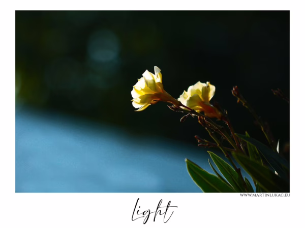 Light – Detailní záběr na žluté květy v protisvětle, autor Martin Lukač, www.martinlukac.eu