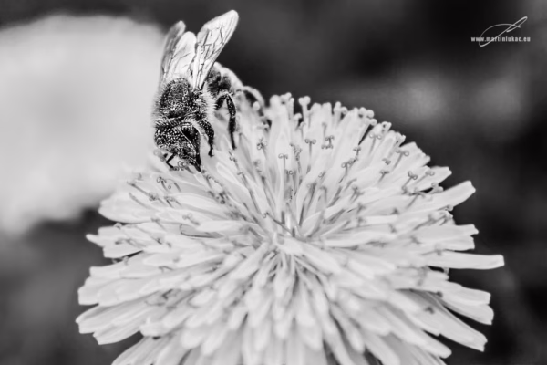 Černobílá verze fotografie Pilná včela – Umělecký detail včely na květu pampelišky v černobílém podání, autor Martin Lukač, www.martinlukac.eu