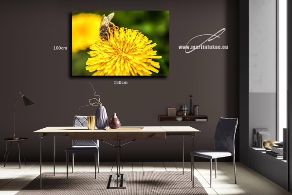 Vizualizace obrazu Pilná včela – Makrofotografie včely na pampelišce, vizualizace obrazu na zdi, autor Martin Lukač, www.martinlukac.eu