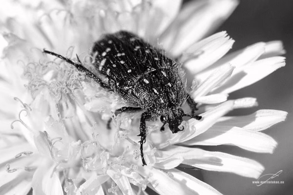 Černobílá verze fotografie Sběratel – Umělecký pohled na brouka na květu v monochromatickém podání, autor Martin Lukač, www.martinlukac.eu