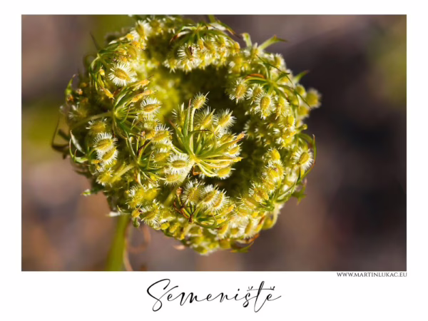 Semeniště – Makrofotografie zachycující detailní pohled na semeník rostliny s jemnými bodlinami, autor Martin Lukač, www.martinlukac.eu