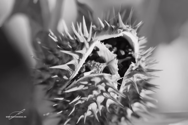 Černobílá verze fotografie Sezóna bukvic – Umělecký pohled na plod s dramatickou strukturou v monochromatickém podání, autor Martin Lukač, www.martinlukac.eu