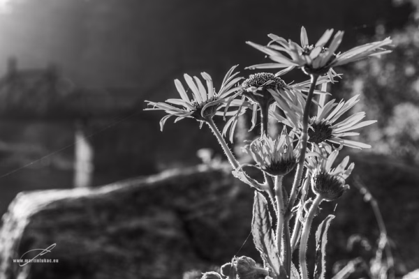 Černobílá verze fotografie Šumavské ráno – Umělecký pohled na ranní květy v šedé tonalitě, autor Martin Lukač, www.martinlukac.eu