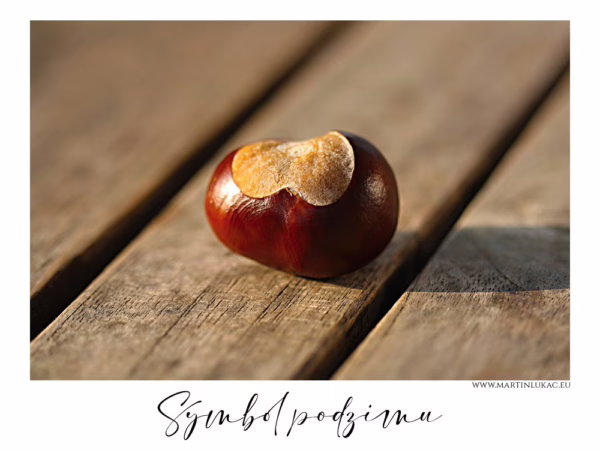 Symbol podzimu – Detailní fotografie kaštanu ležícího na dřevěném povrchu s jemným podzimním světlem, autor Martin Lukač, www.martinlukac.eu