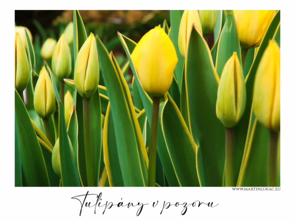 Tulipány v pozoru – Detailní fotografie žlutých tulipánových poupat obklopených zelenými listy, autor Martin Lukač, www.martinlukac.eu
