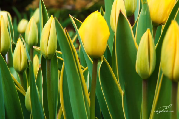 Barevná verze fotografie Tulipány v pozoru – Žlutá poupata tulipánů v jarním světle, autor Martin Lukač, www.martinlukac.eu