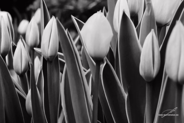Černobílá verze fotografie Tulipány v pozoru – Umělecký pohled na jarní tulipány v odstínech šedi, autor Martin Lukač, www.martinlukac.eu