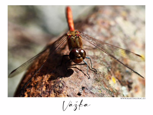 Vážka – Detailní makrofotografie vážky s jemnými průhlednými křídly a lesklýma očima na texturovaném povrchu, autor Martin Lukač, www.martinlukac.eu