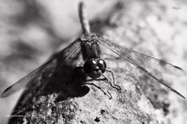 Černobílá verze fotografie Vážka – Umělecký pohled na vážku v černobílém podání, autor Martin Lukač, www.martinlukac.eu