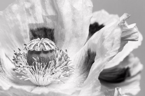 Černobílá verze fotografie Vlčí mák v rozpuku – Umělecké ztvárnění vlčího máku v černobílém podání, autor Martin Lukač, www.martinlukac.eu