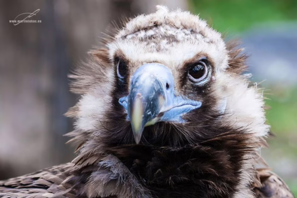 Klidný záběr na mohutného supa v přírodním světle a ostrých detailech, autor Martin Lukač, pražský fotograf, www.martinlukac.eu