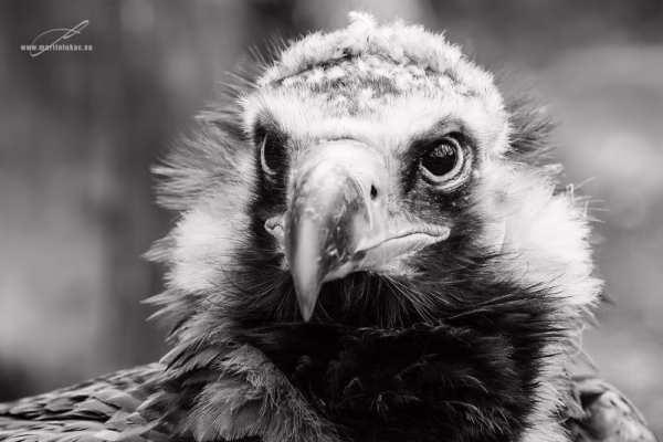 Výrazné černobílé zachycení supa s majestátním výrazem a hlubokou atmosférou, autor Martin Lukač, pražský fotograf, www.martinlukac.eu