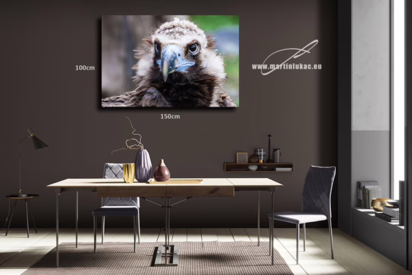Nástěnný obraz supa jako tichý symbol síly přírody v interiéru, k prodeji v našem eshopu, autor Martin Lukač, pražský fotograf, www.martinlukac.eu
