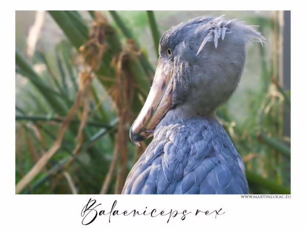 Intenzivní pohled člunozobce afrického s mohutným zobákem a výjimečným výrazem, autor Martin Lukač, pražský fotograf, www.martinlukac.eu
