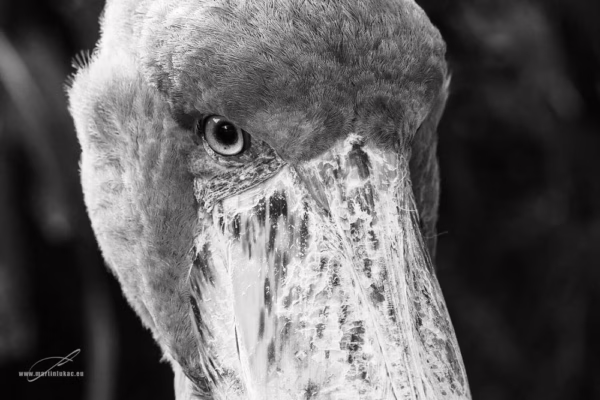 Černobílé zachycení člunozobce v pokorném postoji s jemným světlem, autor Martin Lukač, pražský fotograf, www.martinlukac.eu