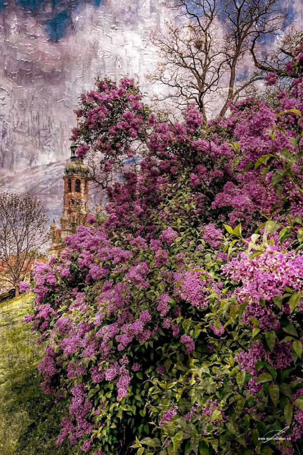 Rozkvetlý šeříkový keř u historické architektury v uměleckém ztvárnění, autor Martin Lukač, pražský fotograf, www.martinlukac.eu