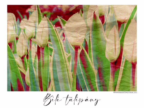 Digitálně stylizovaný obraz bílých tulipánů s výraznou texturou, autor Martin Lukač, pražský fotograf, www.martinlukac.eu