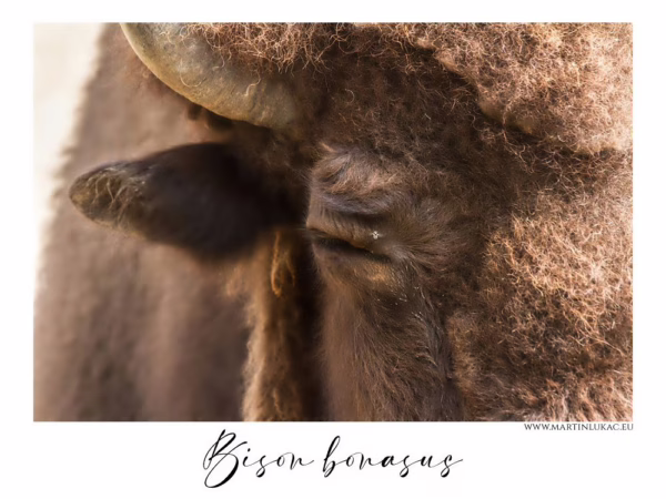 Pohled na zubra evropského s klidným postojem a výraznými rysy, autor Martin Lukač, pražský fotograf, www.martinlukac.eu