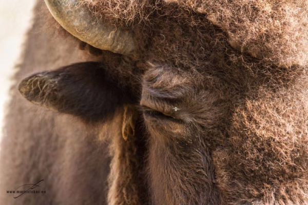 Detailní portrét mohutného zvířete s hlubokýma očima a strukturou srsti, autor Martin Lukač, pražský fotograf, www.martinlukac.eu