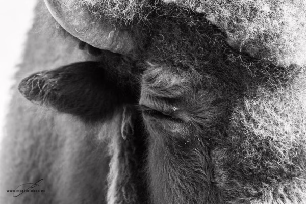 Černobílá verze zubra ve vážném postoji s kontrastní kresbou a silnou atmosférou, autor Martin Lukač, pražský fotograf, www.martinlukac.eu