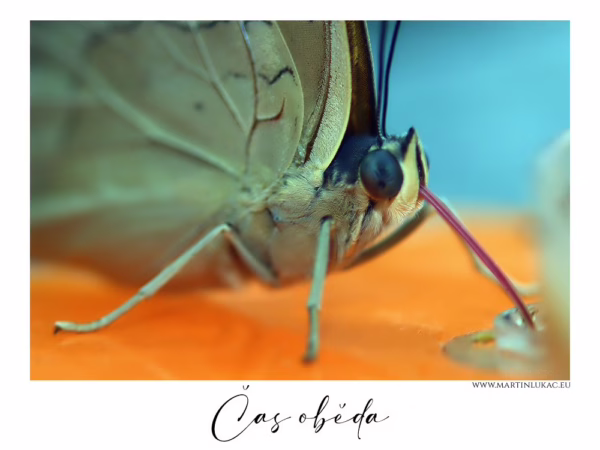 Detailní pohled na motýla při sání, s jemným světlem a nádhernou kresbou křídel, autor Martin Lukač, pražský fotograf, www.martinlukac.eu